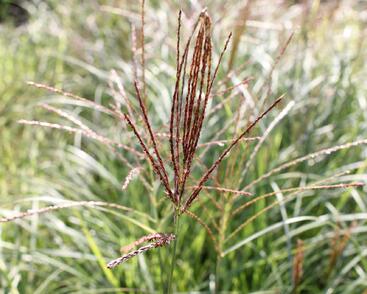 Ozdobnice čínská 'Silberspinne'