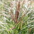 ozdobnice-cinska-silberspinne.jpg