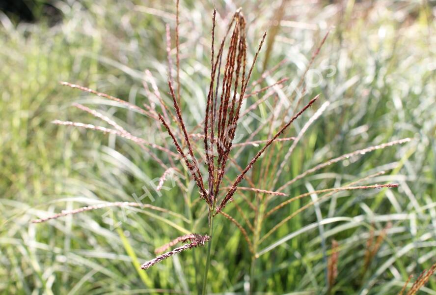 Ozdobnice čínská 'Silberspinne' - Miscanthus sinensis 'Silberspinne'