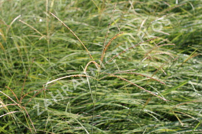 Ozdobnice čínská 'Yaka Dance' - Miscanthus sinensis 'Yaka Dance'