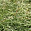 Ozdobnice čínská 'Yaka Dance' - Miscanthus sinensis 'Yaka Dance'