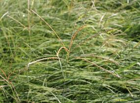 Ozdobnice čínská 'Yaka Dance' - Miscanthus sinensis 'Yaka Dance'