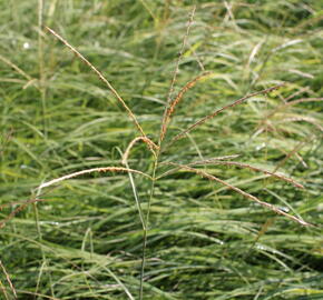 Ozdobnice čínská 'Yaka Dance' - Miscanthus sinensis 'Yaka Dance'