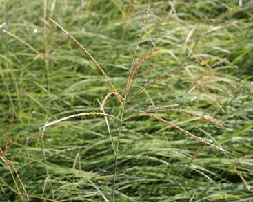 Ozdobnice čínská 'Yaka Dance'