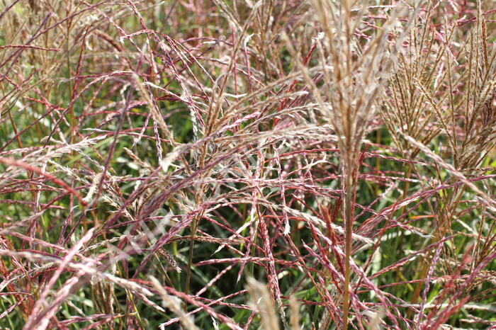 Ozdobnice čínská 'Ferner Osten' - Miscanthus sinensis 'Ferner Osten'