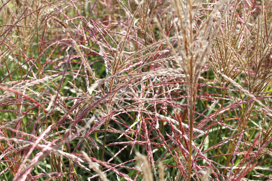 Ozdobnice čínská 'Ferner Osten' - Miscanthus sinensis 'Ferner Osten'