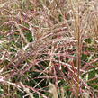 Ozdobnice čínská 'Ferner Osten' - Miscanthus sinensis 'Ferner Osten'