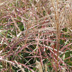 Ozdobnice čínská 'Ferner Osten' - Miscanthus sinensis 'Ferner Osten'