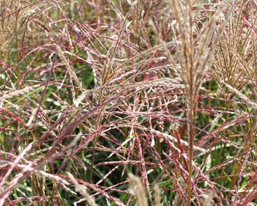 Ozdobnice čínská 'Ferner Osten'