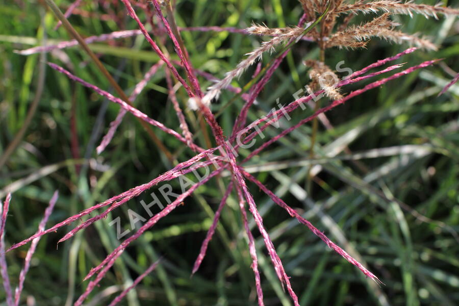 Ozdobnice čínská 'Ferner Osten' - Miscanthus sinensis 'Ferner Osten'