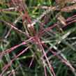 Ozdobnice čínská 'Ferner Osten' - Miscanthus sinensis 'Ferner Osten'