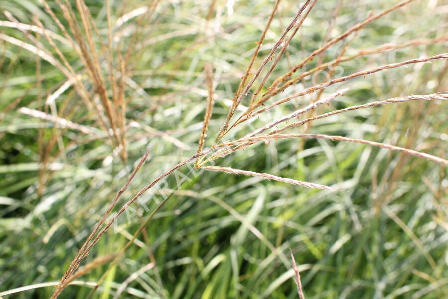 Ozdobnice čínská 'Adagio' - Miscanthus sinensis 'Adagio'