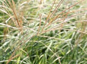 Ozdobnice čínská 'Adagio' - Miscanthus sinensis 'Adagio'