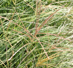 Ozdobnice čínská 'Adagio' - Miscanthus sinensis 'Adagio'