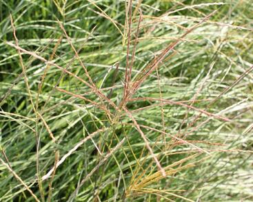 Ozdobnice čínská 'Adagio'