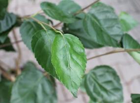 Bříza himalájská 'Doorenbos' - Betula utilis 'Doorenbos'