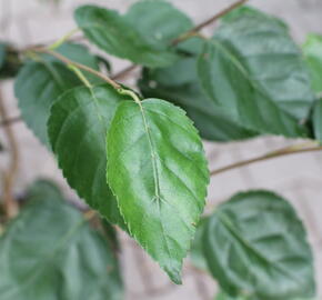 Bříza himalájská 'Doorenbos' - Betula utilis 'Doorenbos'