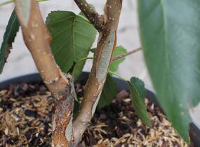 Bříza himalájská 'Doorenbos' - Betula utilis 'Doorenbos'