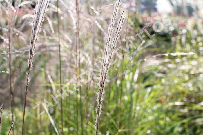 Ozdobnice čínská 'Africa' - Miscanthus sinensis 'Africa'