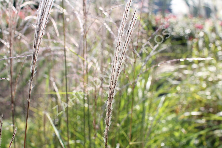 Ozdobnice čínská 'Africa' - Miscanthus sinensis 'Africa'