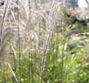 Ozdobnice čínská 'Africa' - Miscanthus sinensis 'Africa'