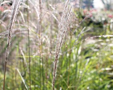 Ozdobnice čínská 'Africa'