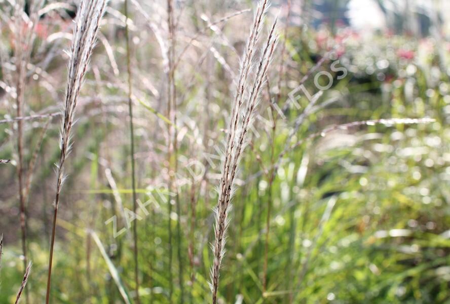 Ozdobnice čínská 'Africa' - Miscanthus sinensis 'Africa'