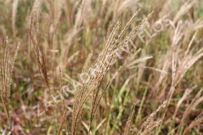 Ozdobnice čínská 'Little Miss' - Miscanthus sinensis 'Little Miss'
