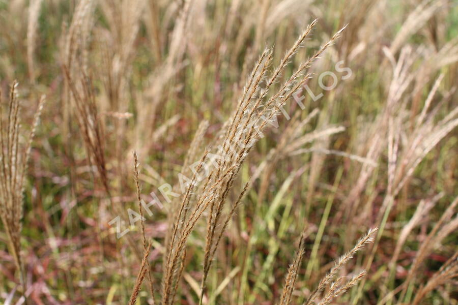 Ozdobnice čínská 'Little Miss' - Miscanthus sinensis 'Little Miss'