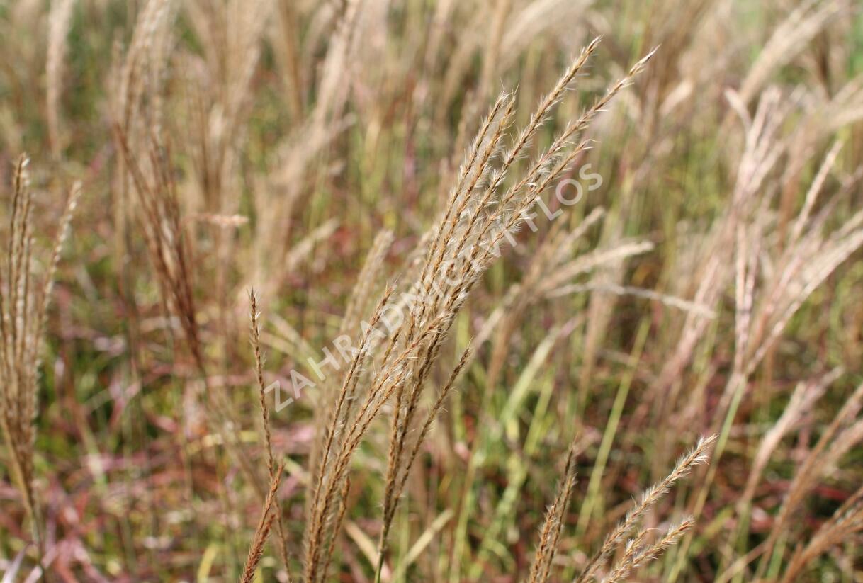 Ozdobnice čínská 'Little Miss' - Miscanthus sinensis 'Little Miss'