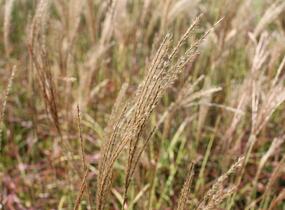 Ozdobnice čínská 'Little Miss' - Miscanthus sinensis 'Little Miss'