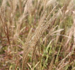 Ozdobnice čínská 'Little Miss' - Miscanthus sinensis 'Little Miss'