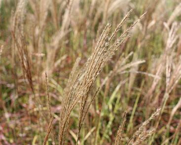 Ozdobnice čínská 'Little Miss'