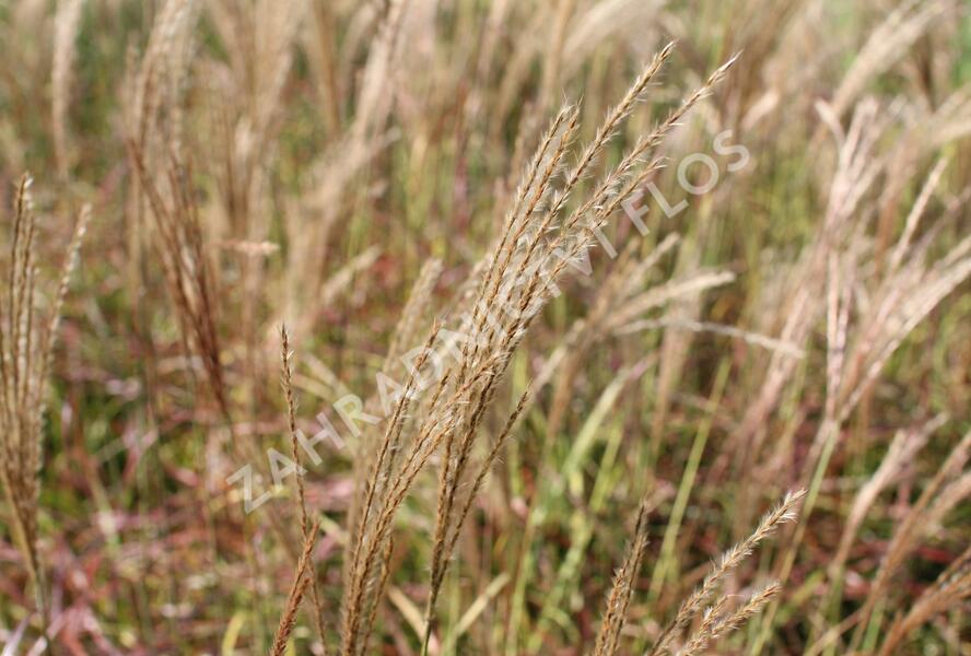 Ozdobnice čínská 'Little Miss' - Miscanthus sinensis 'Little Miss'