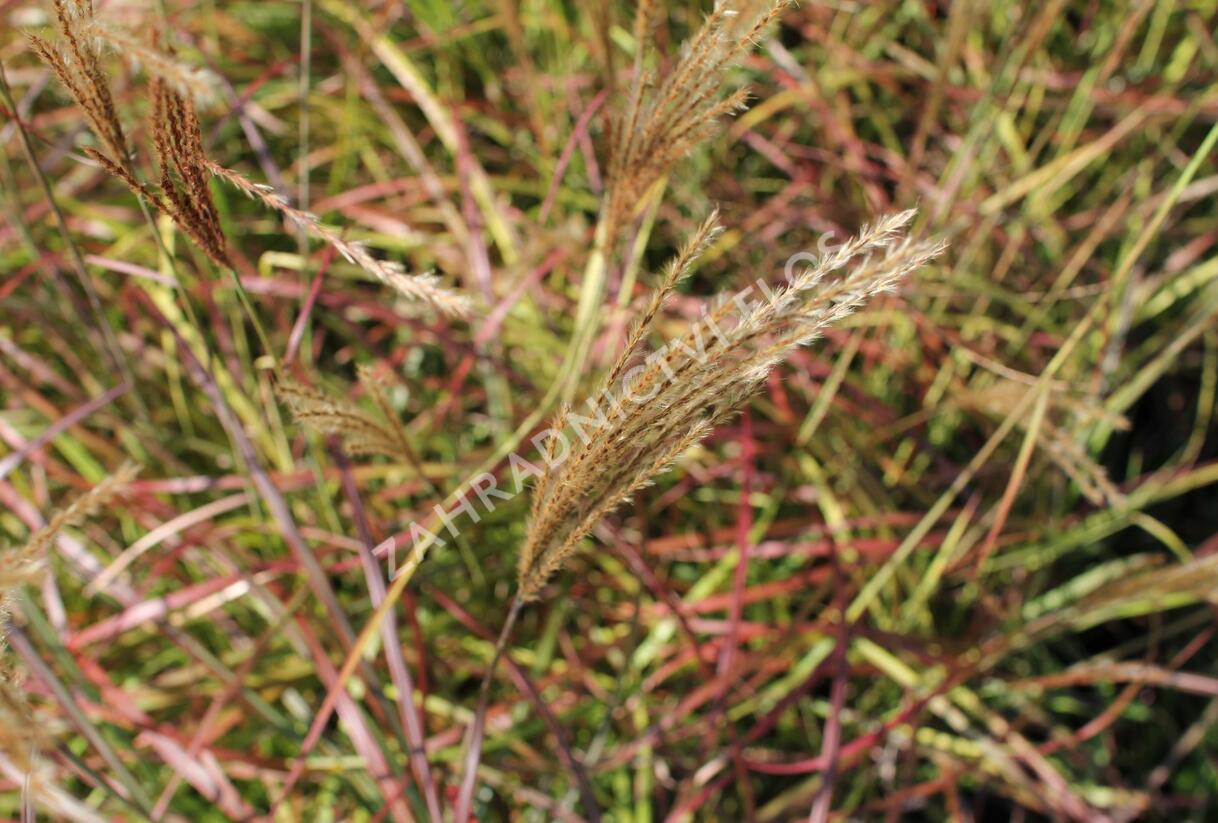 Ozdobnice čínská 'Little Miss' - Miscanthus sinensis 'Little Miss'