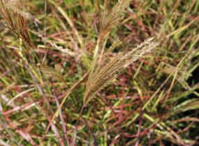 Ozdobnice čínská 'Little Miss' - Miscanthus sinensis 'Little Miss'