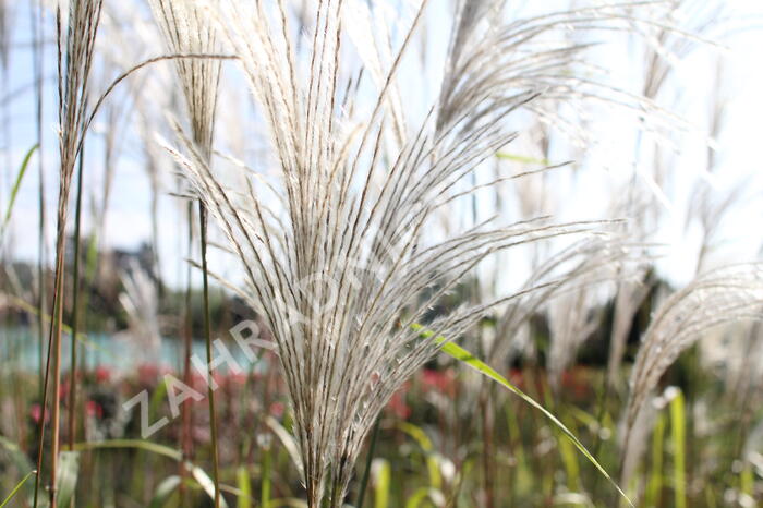 Ozdobnice čínská 'Memory' - Miscanthus sinensis 'Memory'