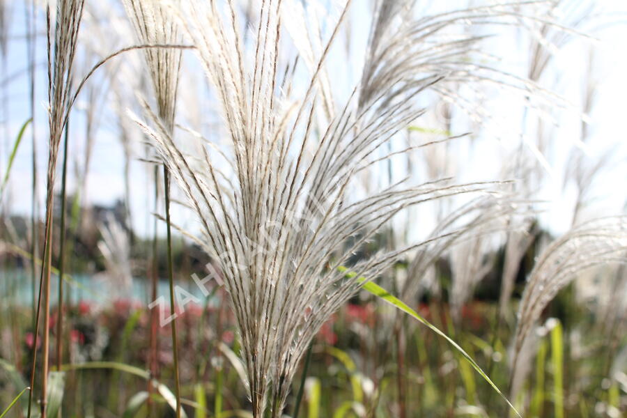 Ozdobnice čínská 'Memory' - Miscanthus sinensis 'Memory'