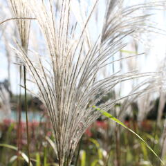 Ozdobnice čínská 'Memory' - Miscanthus sinensis 'Memory'