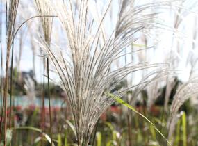 Ozdobnice čínská 'Memory' - Miscanthus sinensis 'Memory'
