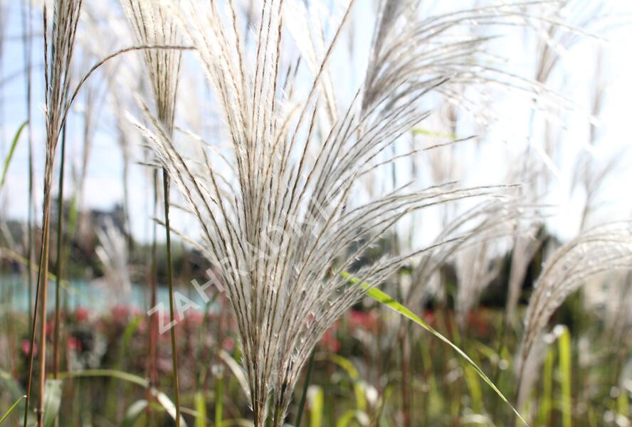 Ozdobnice čínská 'Memory' - Miscanthus sinensis 'Memory'