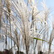 Ozdobnice čínská 'Memory' - Miscanthus sinensis 'Memory'