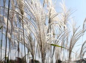 Ozdobnice čínská 'Memory' - Miscanthus sinensis 'Memory'