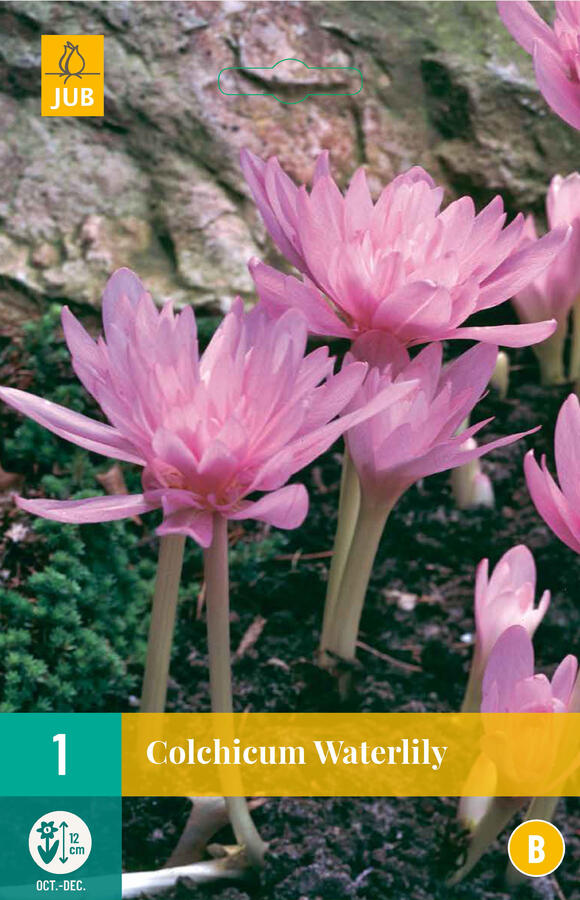 Ocún 'Waterlily' - Colchicum 'Waterlily'