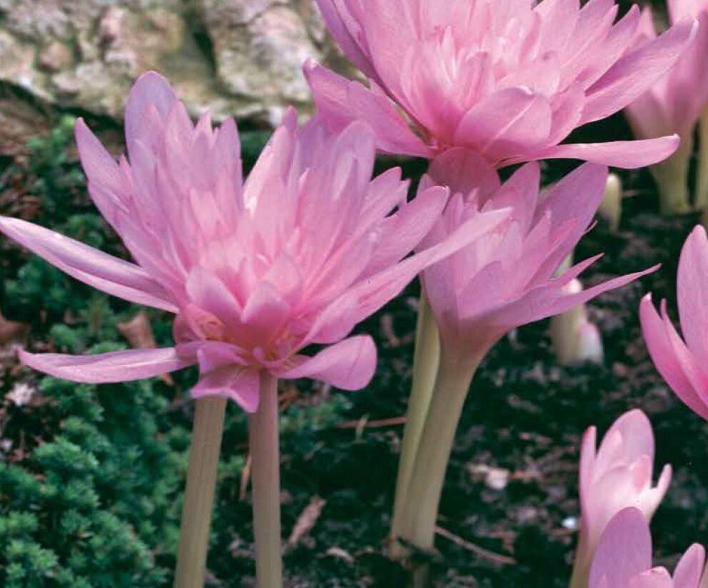 Ocún podzimní 'Waterlily' - Colchicum autumnale 'Waterlily'