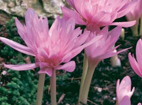 Ocún podzimní 'Waterlily' - Colchicum autumnale 'Waterlily'