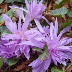 Ocún 'Waterlily' - Colchicum 'Waterlily'