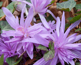 Ocún podzimní 'Waterlily'