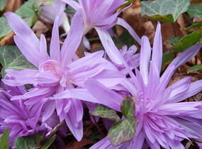 Ocún podzimní 'Waterlily' - Colchicum autumnale 'Waterlily'