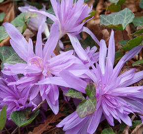 Ocún 'Waterlily' - Colchicum 'Waterlily'